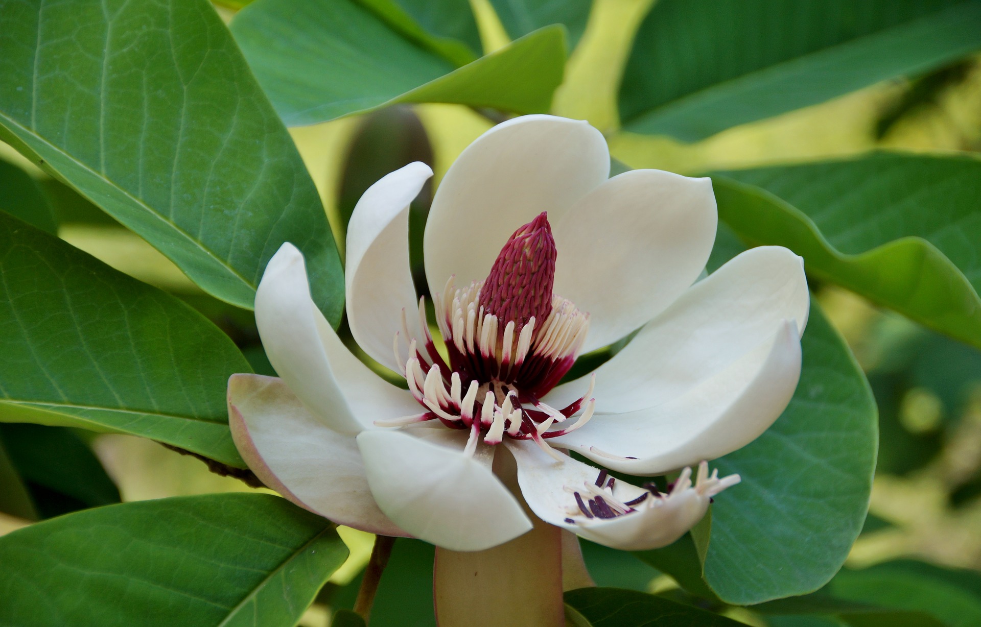 magnolia-3451721_1920